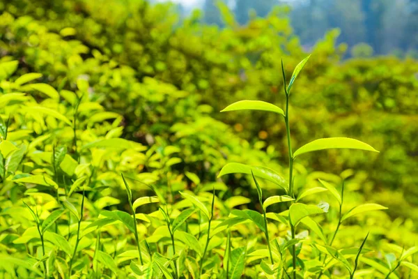 Verbazingwekkend Landschap Uitzicht Thee Plantage Natuur Achtergrond — Stockfoto