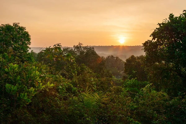 Krásné Tropické Stromy Obci Arambol Severu Goa Indii Při Východu — Stock fotografie
