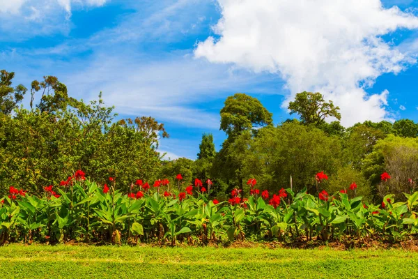 Bali Botanic Garden Oder Kebun Raya Bedugul Ist Der Größte — Stockfoto