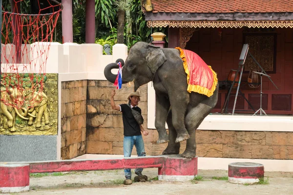 Phuket Tailandia Diciembre 2010 Espectáculo Elefantes Zoológico Isla Phuket Tailandia —  Fotos de Stock