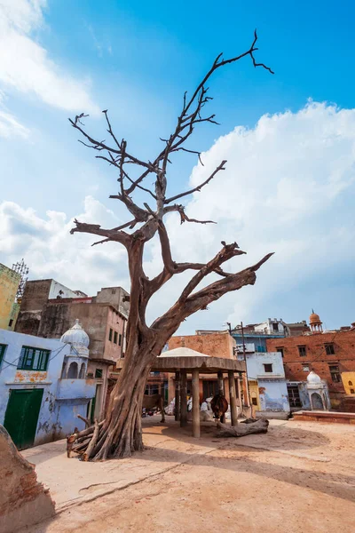Alter Baum Der Nähe Des Shri Dwarkadheesh Oder Dwarkadhish Maharaj — Stockfoto