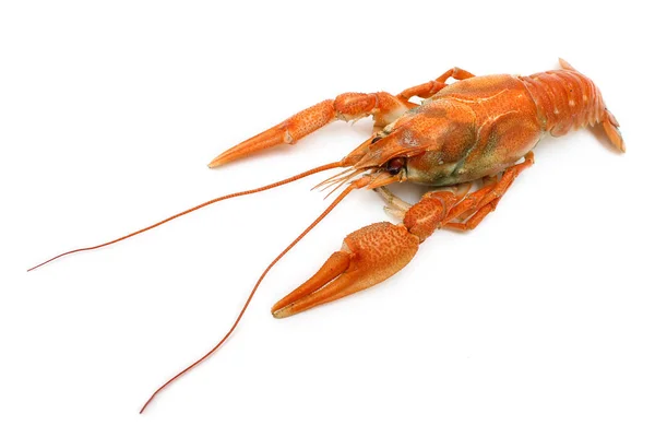 Beyaz arka plan üzerinde nehir kanser