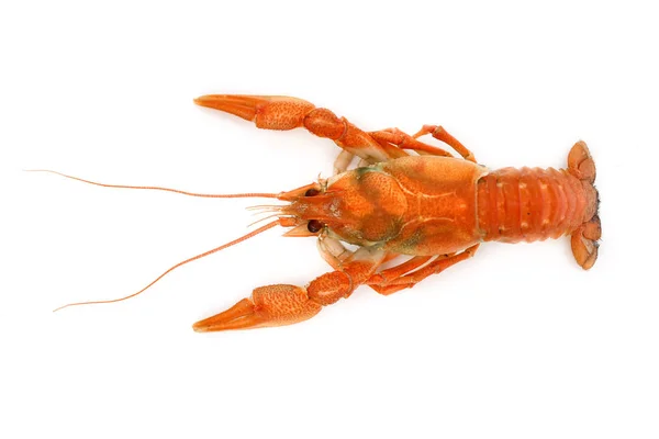 Beyaz arka plan üzerinde nehir kanser