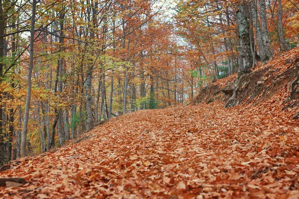 Autumun Manteigas Serra Estrela Portugalsko — Stock fotografie