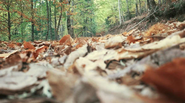 Autumun Manteigas Serra Estrela Portugália — Stock Fotó