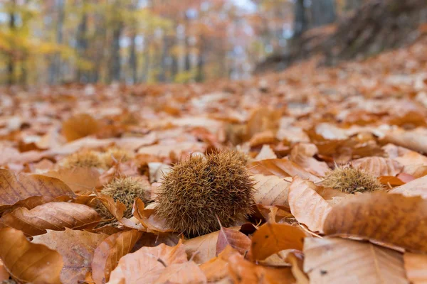 Autumun Manteigas Serra Estrela Portugalsko — Stock fotografie