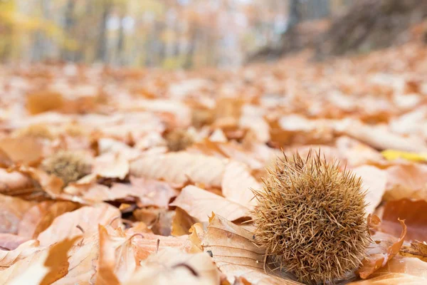 Autumun Manteigas Serra Estrela Portugalsko — Stock fotografie