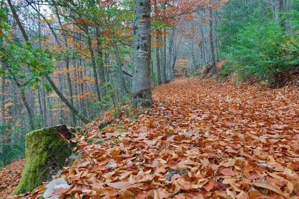 Autumun Manteigas Serra Estrela ポルトガル — ストック写真