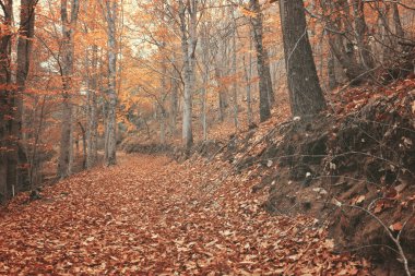 Manteigas 'ta Autumun - Serra da Estrela - Portekiz