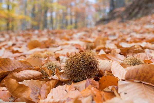 Autumun Manteigas Serra Estrela Portugalsko — Stock fotografie