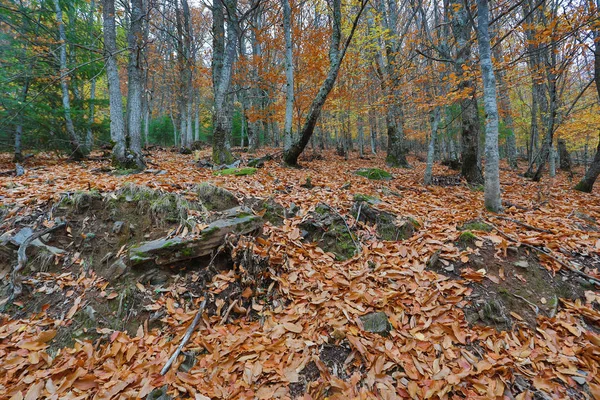 Autumun Manteigas Serra Estrela Portugalsko — Stock fotografie