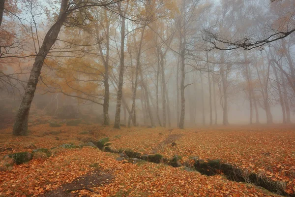 Autumun Manteigas Serra Estrela Portugalsko — Stock fotografie