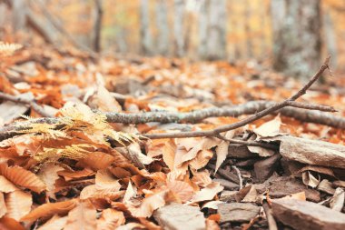 Manteigas 'ta Autumun - Serra da Estrela - Portekiz