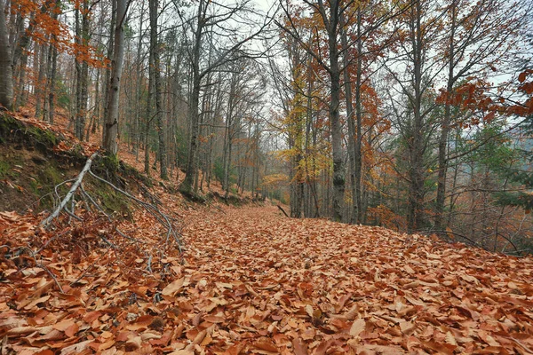 Autumun Manteigas Serra Estrela Portugalsko — Stock fotografie