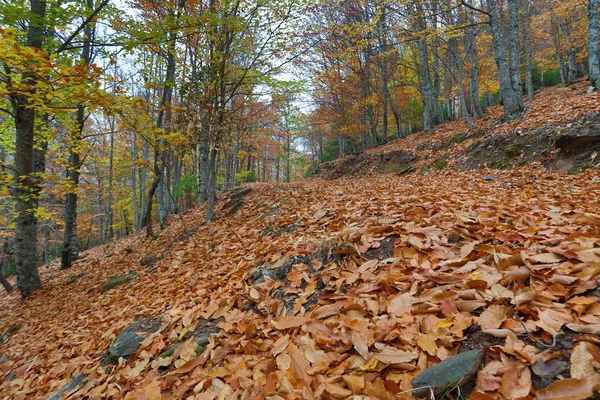 Autumun Manteigas Serra Estrela ポルトガル — ストック写真