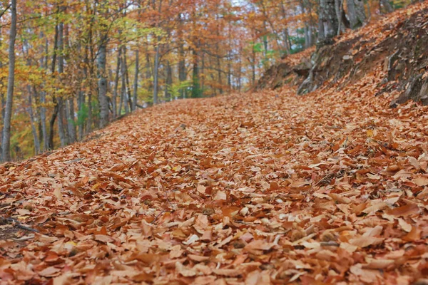 Malebný Pohled Podzimu Manteigas Serra Estrela Portugalsko — Stock fotografie
