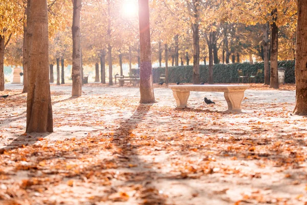 Autumn Paris Garden Tuileries Scenic View Autumn Park Fallen Leaves — Stock Photo, Image