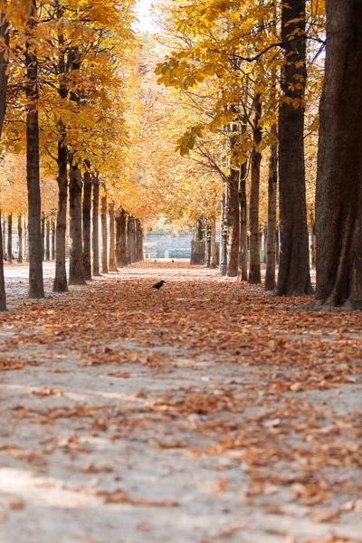 Outono Paris Jardim Das Tulherias Vista Panorâmica Parque Outono Com — Fotografia de Stock