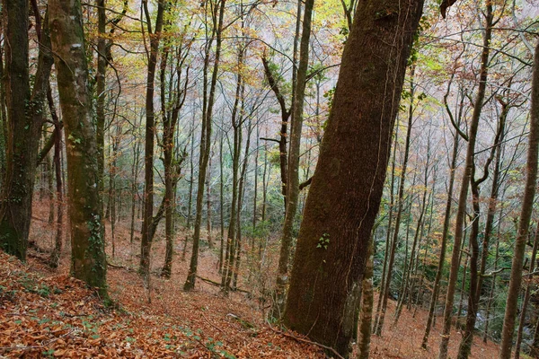 Herfstbos Mata Albergaria Nationaal Park Geres Portugal — Stockfoto
