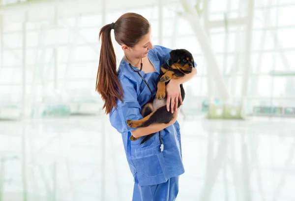 Morena Veterinária Com Cachorro Rottweiler — Fotografia de Stock