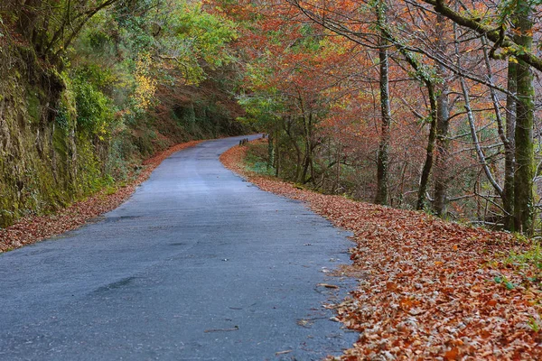 Podzimní Krajina Silnicí Krásné Barevné Stromy Geres Portugalský Národní Park — Stock fotografie