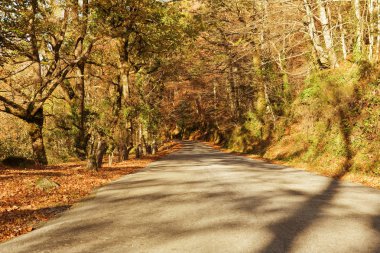 Geres, Portekiz Milli Parkı ağaçlarda sonbahar manzara yolu ile ve güzel renkli
