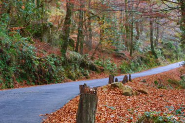 Geres, Portekiz Milli Parkı ağaçlarda sonbahar manzara yolu ile ve güzel renkli