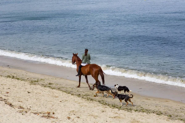 Młoda Kobieta Koniu Jej Psy Plaży Mieście Baiona Galicja Hiszpania — Zdjęcie stockowe