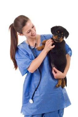 Beyaz arka planda izole edilmiş bir köpek yavrusu olan esmer bir veteriner.