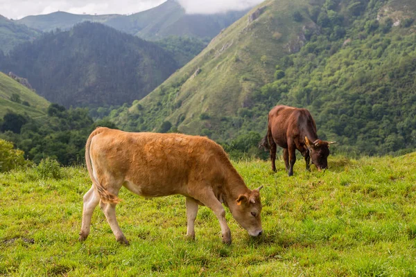 Cows Picos Europa Asturias Very Tourist Place Spain — Stock Photo, Image
