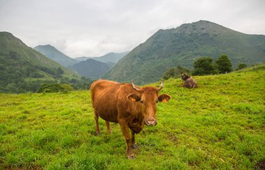 Picos de Europa 'da inekler, Asturias. İspanya 'da çok turistik bir yer.