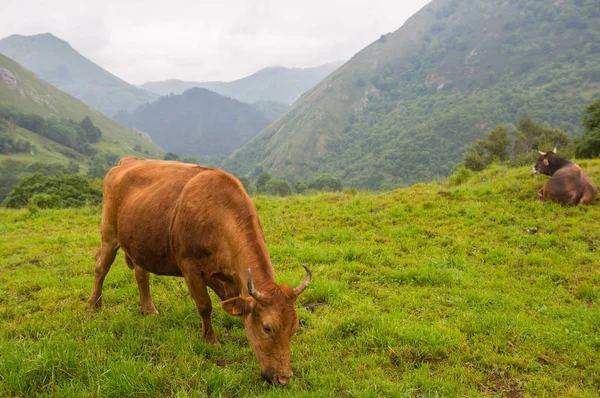 Mucche Nei Picos Europa Asturie Luogo Molto Turistico Spagna — Foto Stock
