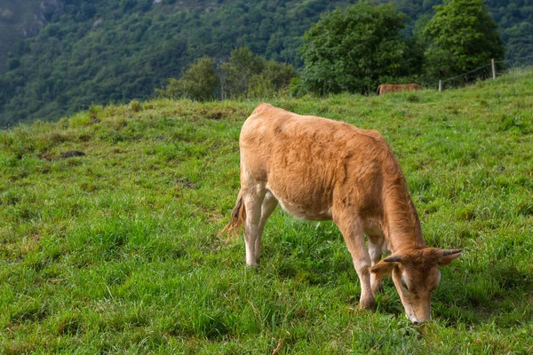 Lehmiä Picos Europassa Asturiasissa Viljelysmaa Vuorilla Erittäin Matkailukohde Espanjassa — kuvapankkivalokuva