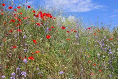 İspanya 'nın kuzeyindeki bir çiçek tarlasında yabani gelincikler