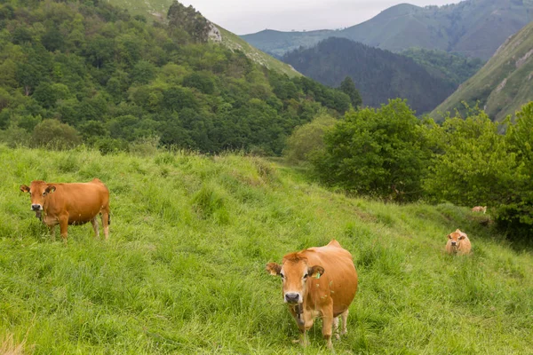 Lehmiä Picos Europassa Asturiasissa Viljelysmaa Vuorilla Erittäin Matkailukohde Espanjassa — kuvapankkivalokuva