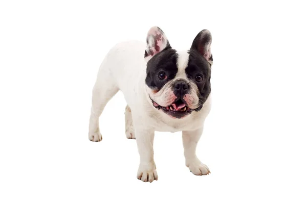 French Bulldog Puppy Posing Isolated White Background — Stock Photo, Image