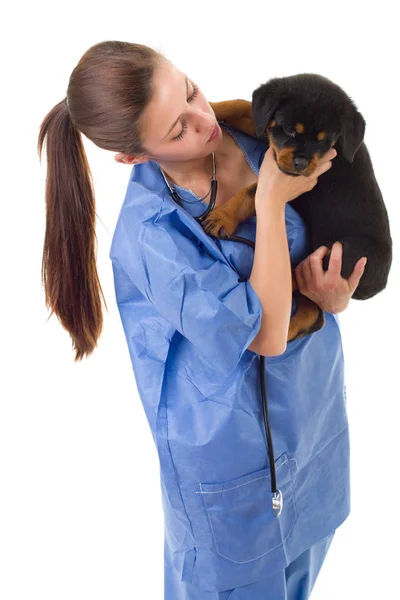 Morena Veterinaria Con Perro Perrito Rottweiler Aislado Sobre Fondo Blanco — Foto de Stock