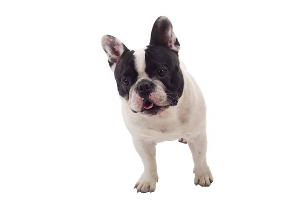 French Bulldog Puppy Posing Isolated White Background — Stock Photo, Image