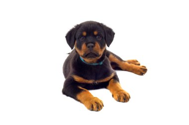 Beyaz arka plan üzerinde izole küçük Rottweiler yavru köpek