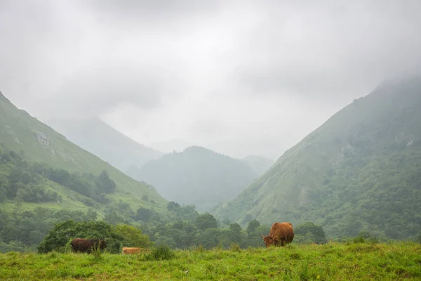 Vacas Nos Picos Europa Astúrias Terras Agrícolas Nas Montanhas Lugar — Fotografia de Stock