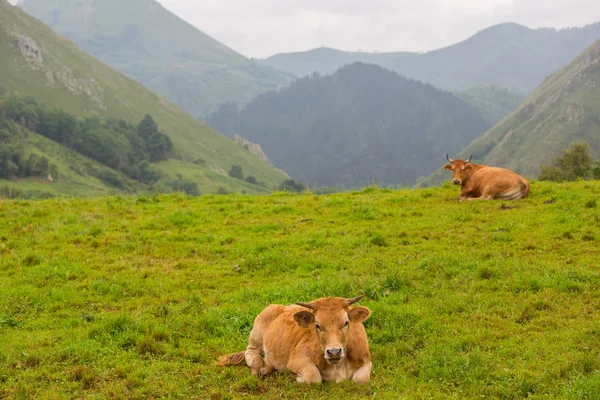 Mucche Nei Picos Europa Asturie Luogo Molto Turistico Spagna — Foto Stock