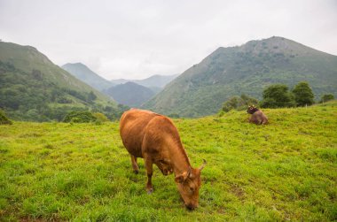 Picos de Europa 'da inekler, Asturias. İspanya 'da çok turistik bir yer.