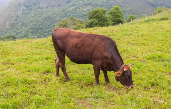 Vaches Dans Les Picos Europa Asturies Lieu Très Touristique Espagne — Photo