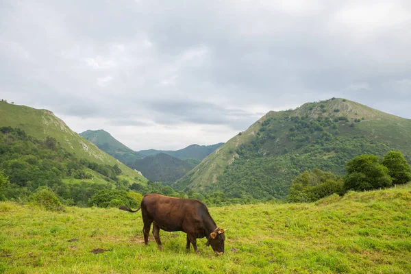 Krávy Picos Europa Asturias Velmi Turistické Místo Španělsku — Stock fotografie