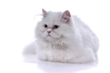 Beyaz arka planda izole beyaz kedi