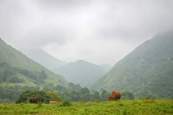 Vacas Nos Picos Europa Astúrias Terras Agrícolas Nas Montanhas Lugar — Fotografia de Stock