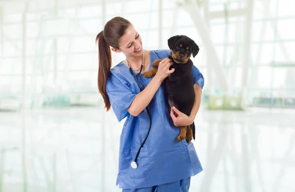 Morena Veterinária Com Cachorro Rottweiler — Fotografia de Stock