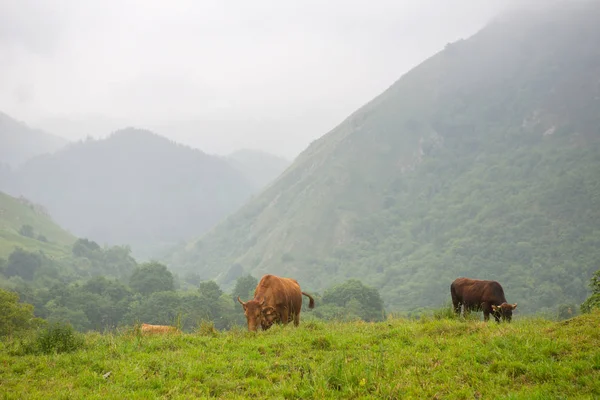 Vacas Nos Picos Europa Astúrias Lugar Muito Turístico Espanha — Fotografia de Stock