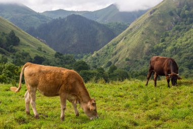 Picos de Europa 'da inekler, Asturias. İspanya 'da çok turistik bir yer.