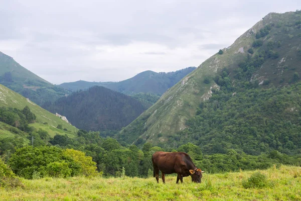 Bauernkühe — Stockfoto